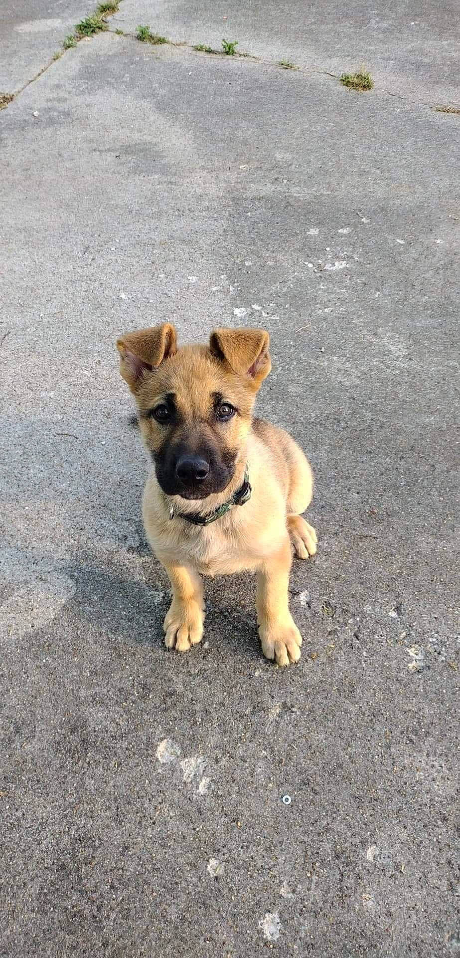 Sasha joined the competition — help win amazing prizes! asphalt, canidae, carnivore, collar, companion_dog, dog, dog_breed, dog_collar, dog_supply, fawn, leash, road, road_surface, shadow, snout, soil, sporting_group, street_dog, toy_dog, working_animal