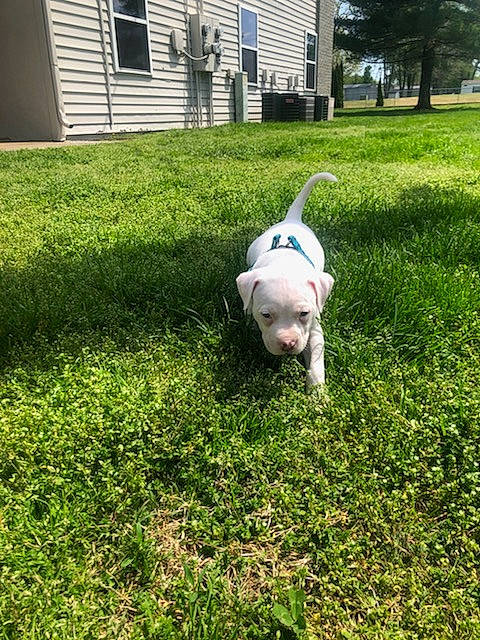 Astro is registered to the contest to win money with this photo: carnivore, companion_dog, dog, dog_breed, fawn, grass, grassland, groundcover, home, lawn, plant, shrub, siding, snout, sporting_group, tail, toy_dog, tree, window, working_animal