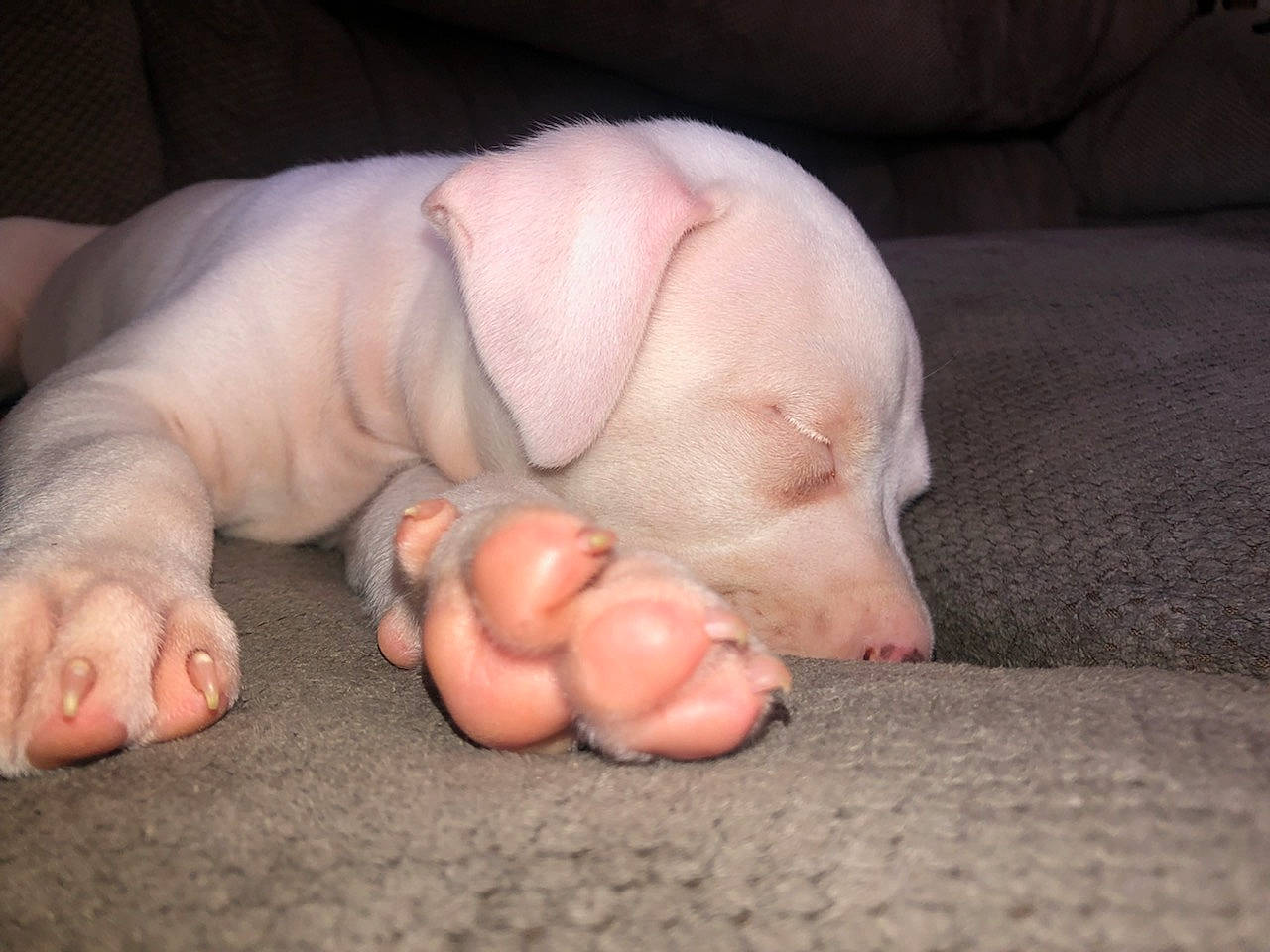 Astro is registered to the contest to win money with this photo: barefoot, carnivore, comfort, companion_dog, couch, dog, dog_breed, fawn, foot, gesture, nail, paw, snout, sporting_group, tail, terrestrial_animal, thumb, toe, toy_dog, wrinkle