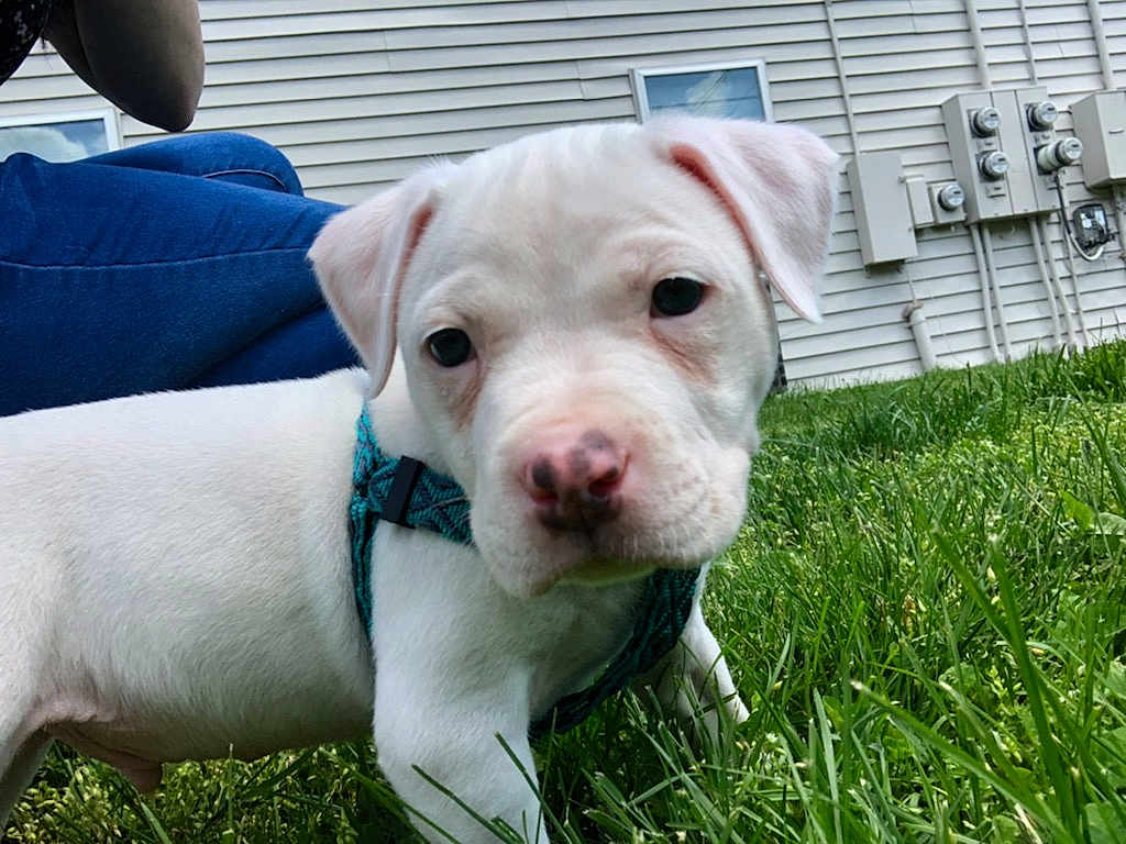Astro