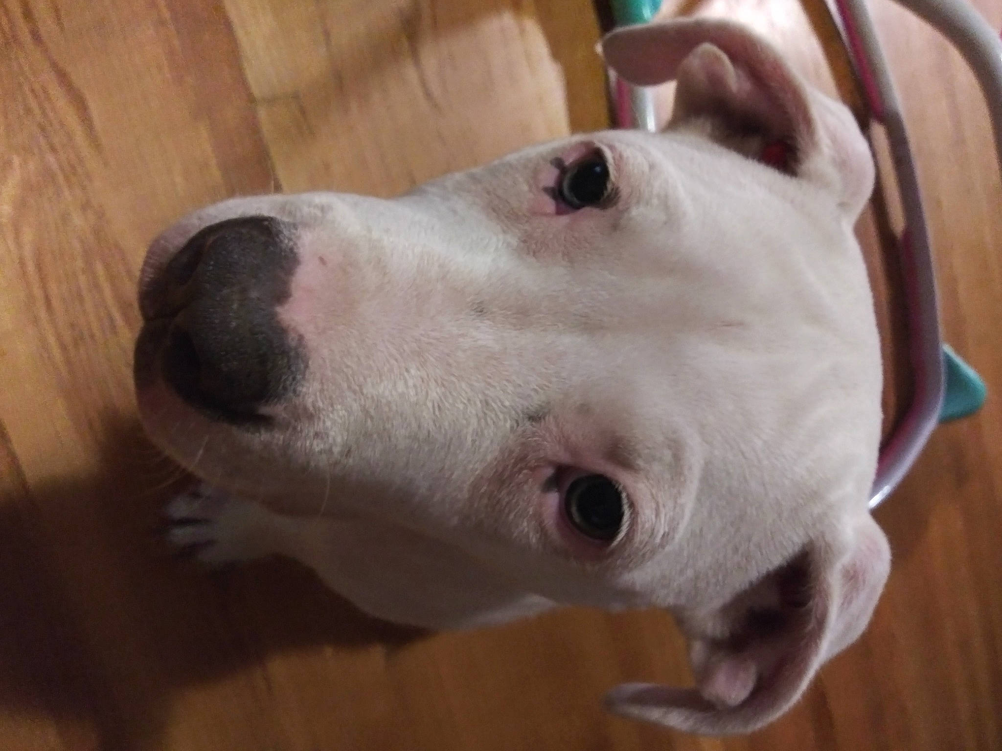 Astro is registered to the contest to win money with this photo: canidae, carnivore, close_up, collar, companion_dog, dog, dog_breed, dog_collar, ear, fawn, hardwood, jaw, liver, pet_supply, snout, sporting_group, terrestrial_animal, whiskers, wood, working_animal