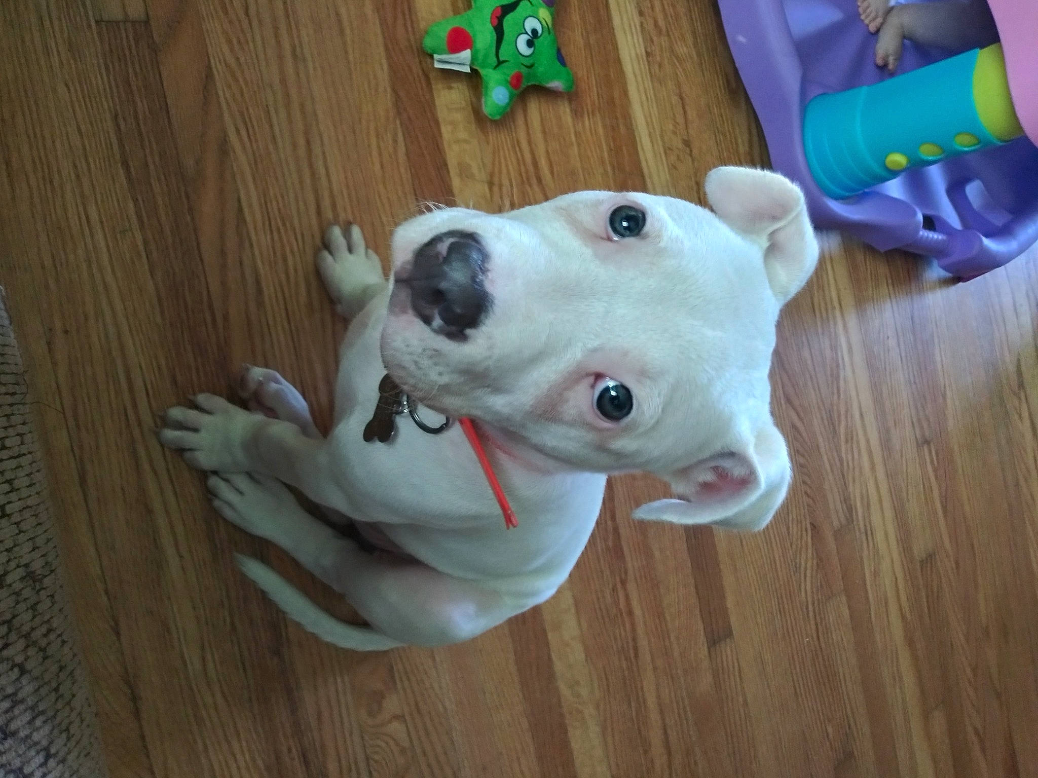 Astro joined the competition — help win amazing prizes! canidae, carnivore, collar, companion_dog, dog, dog_breed, dog_clothes, dog_collar, dog_supply, fawn, flooring, hardwood, plank, sporting_group, tail, toy, varnish, wood, wood_stain, working_animal