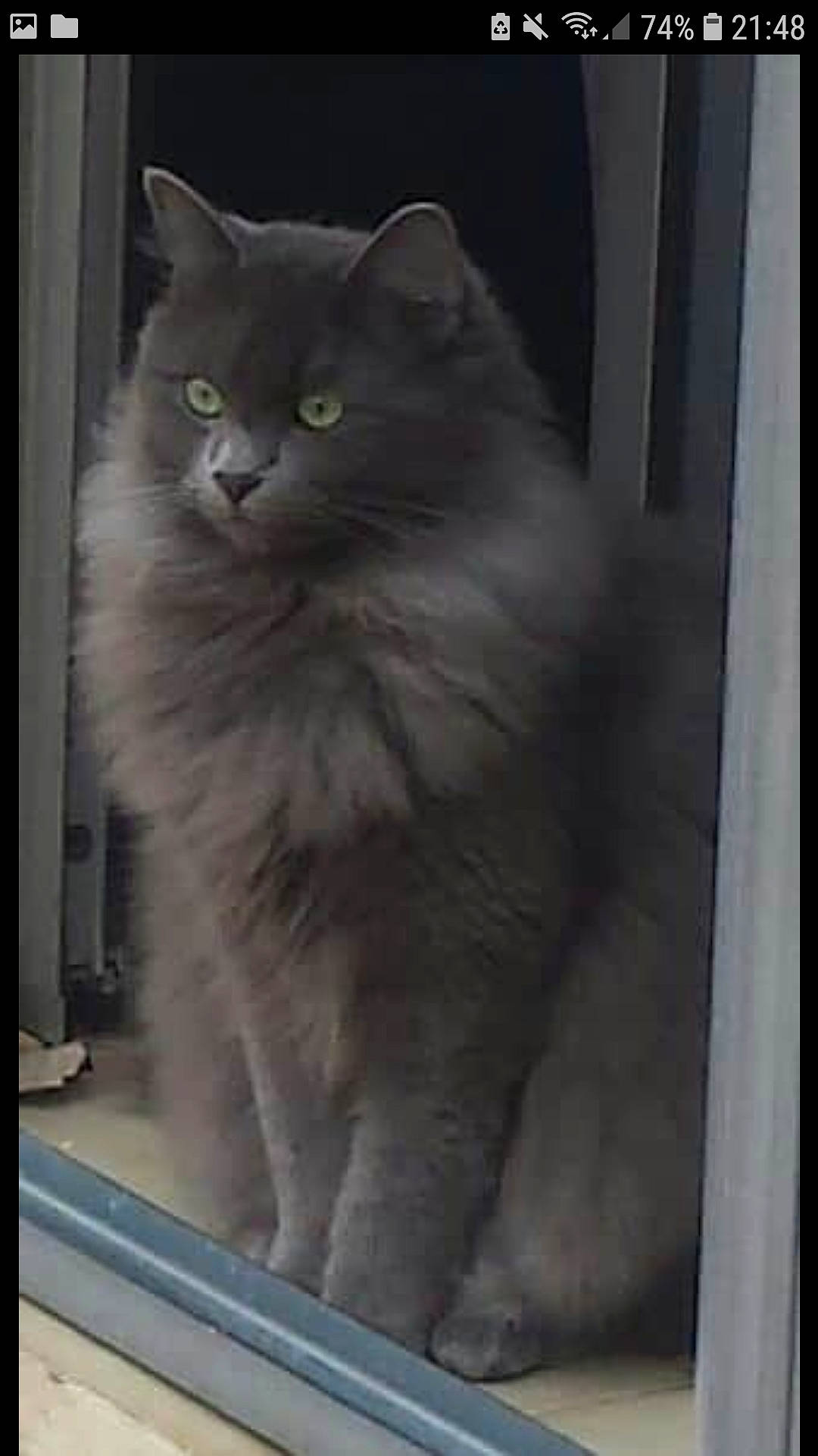 Bébou participe au concours pour gagner de l'argent avec cette photo : asian_semi_longhair, british_longhair, british_semi_longhair, carnivore, cat, cymric, domestic_long_haired_cat, felidae, korat, mammal, nebelung, norwegian_forest_cat, persian, ragamuffin, siberian, small_to_medium_sized_cats, vertebrate, whiskers