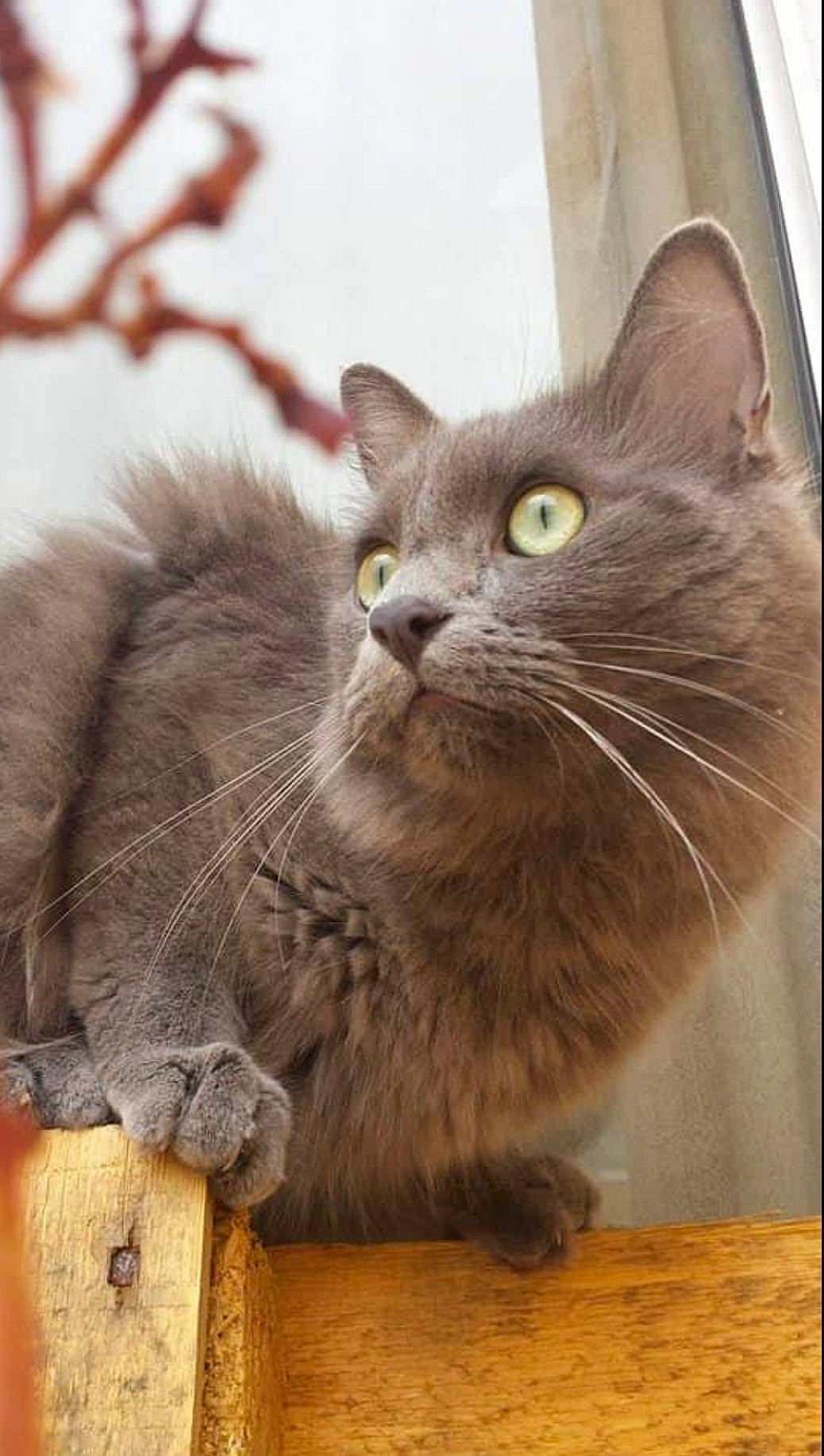Bébou participe au concours pour gagner de l'argent avec cette photo : asian, asian_semi_longhair, british_longhair, british_semi_longhair, british_shorthair, carnivore, cat, chartreux, domestic_short_haired_cat, european_shorthair, fawn, felidae, kitten, korat, mammal, nebelung, small_to_medium_sized_cats, snout, vertebrate, whiskers