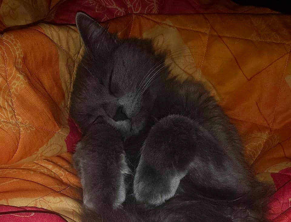 Bébou a rejoint le concours — aidez-le/la à gagner de superbes lots ! black, black_cat, british_shorthair, carnivore, cat, chartreux, claw, felidae, fur, kitten, korat, mammal, nap, nebelung, russian_blue, small_to_medium_sized_cats, snout, tail, vertebrate, whiskers