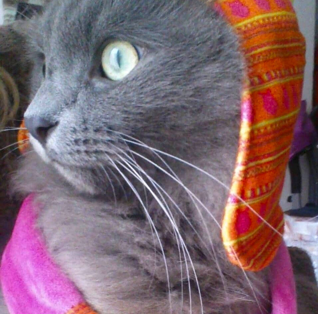 Bébou a rejoint le concours — aidez-le/la à gagner de superbes lots ! british_shorthair, carnivore, cat, chartreux, domestic_short_haired_cat, felidae, korat, nebelung, russian_blue, small_to_medium_sized_cats, snout, whiskers