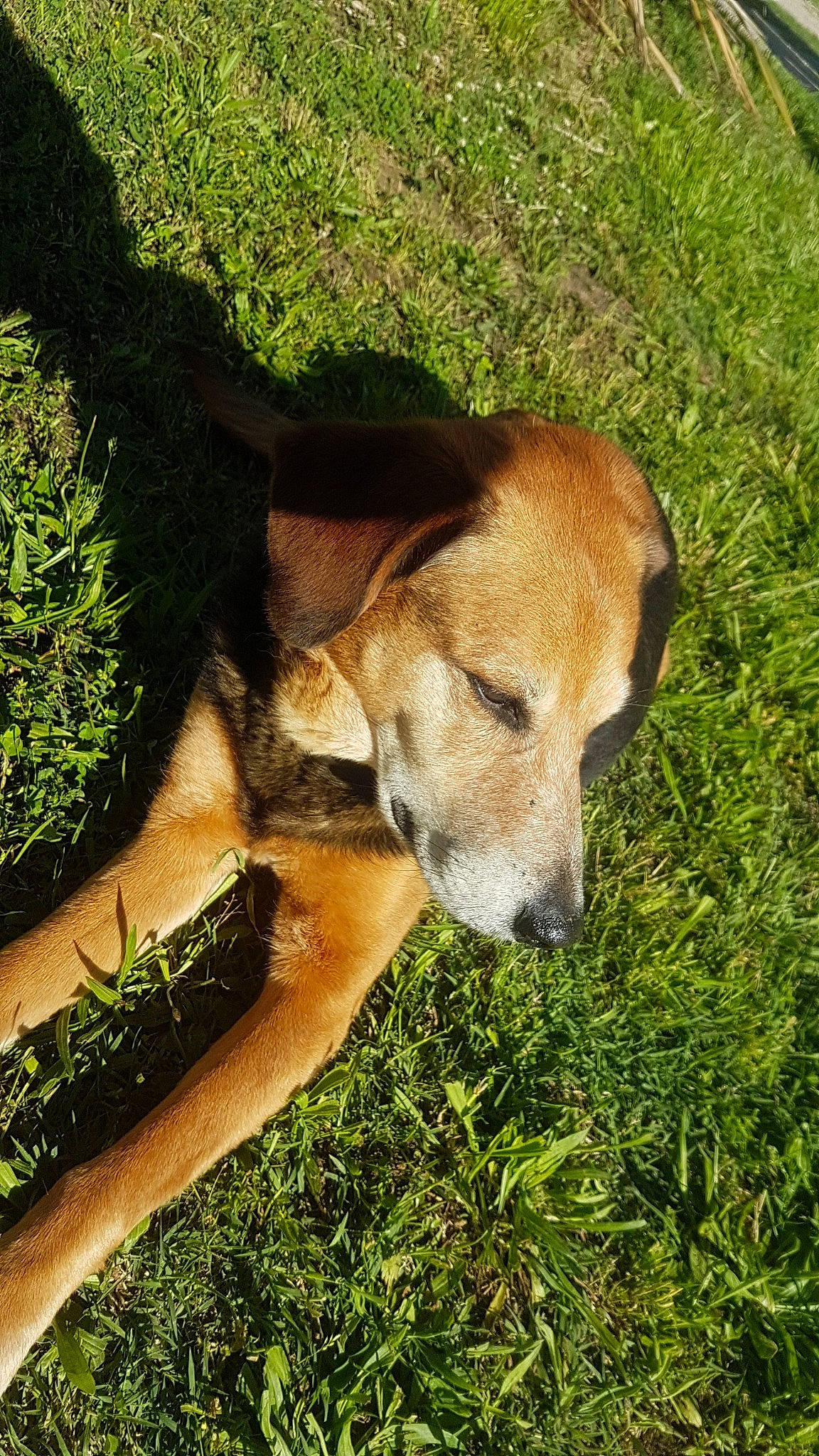 Talya participe au concours pour gagner de l'argent avec cette photo : azawakh, canidae, carnivore, companion_dog, dog, dog_breed, fawn, grass, lurcher, mammal, plant, snout