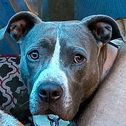 Bullet is registered to the contest to win money with this photo: dog, close_up, gray_dog, white_markings, pet, animal, ears, nose, eyes, collar, indoor, resting, person_arm, pillow, patterned_pillow, furniture, domestic_animal, canine, face, snout