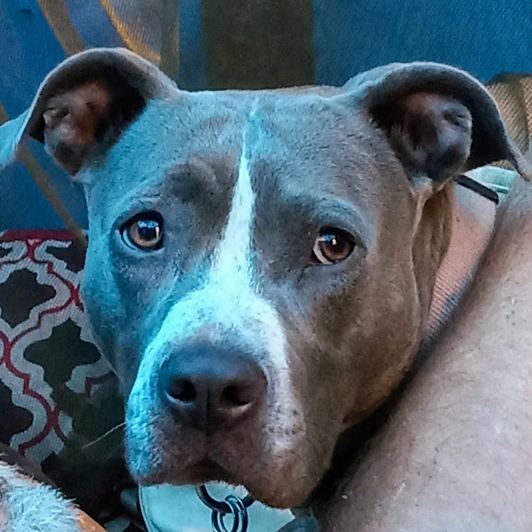 Bullet is registered to the contest to win money with this photo: animal, canine, close_up, collar, dog, domestic_animal, ears, eyes, face, furniture, gray_dog, indoor, nose, patterned_pillow, person_arm, pet, pillow, resting, snout, white_markings