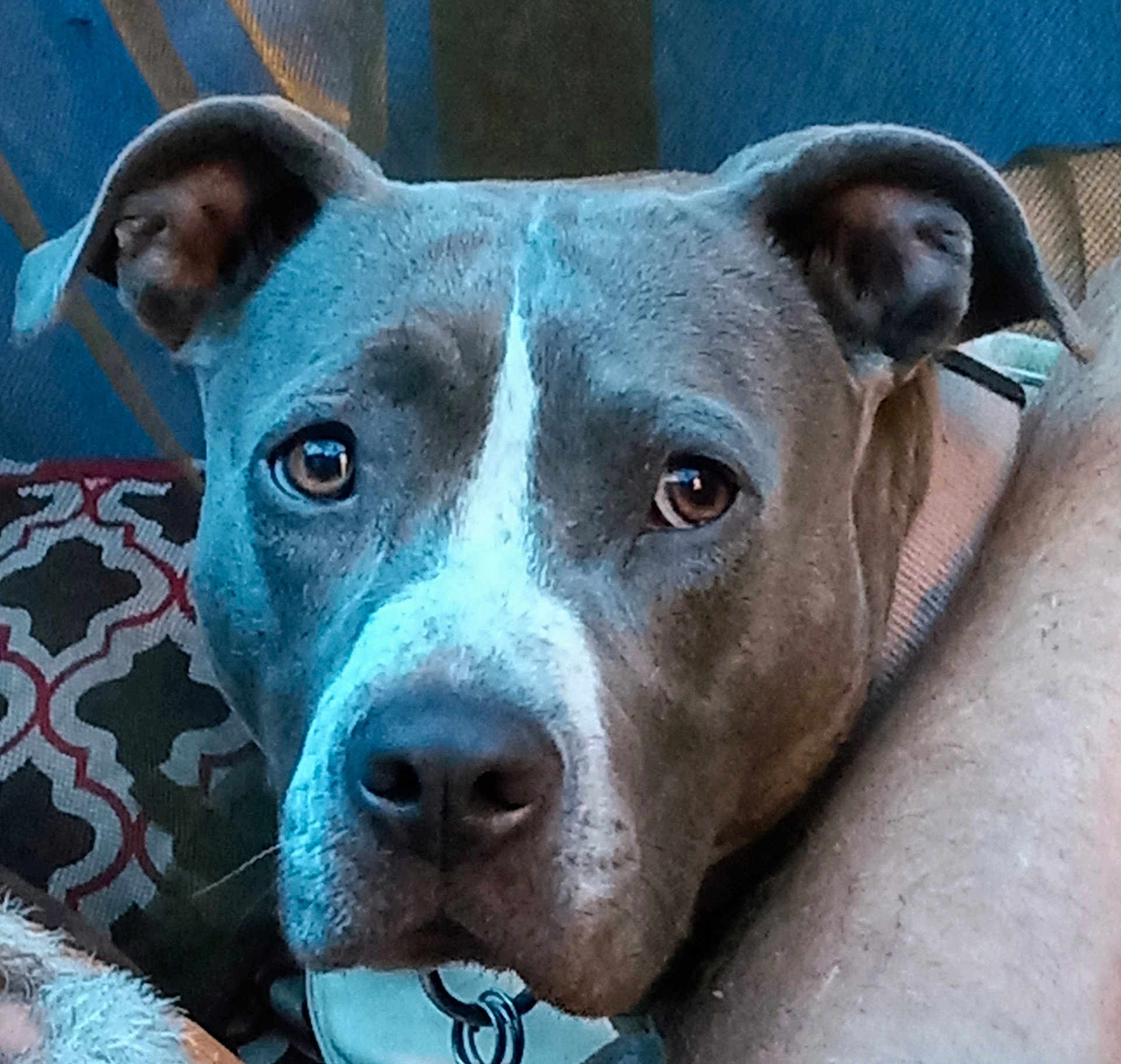 Bullet is registered to the contest to win money with this photo: dog, close_up, gray_dog, white_markings, pet, animal, ears, nose, eyes, collar, indoor, resting, person_arm, pillow, patterned_pillow, furniture, domestic_animal, canine, face, snout