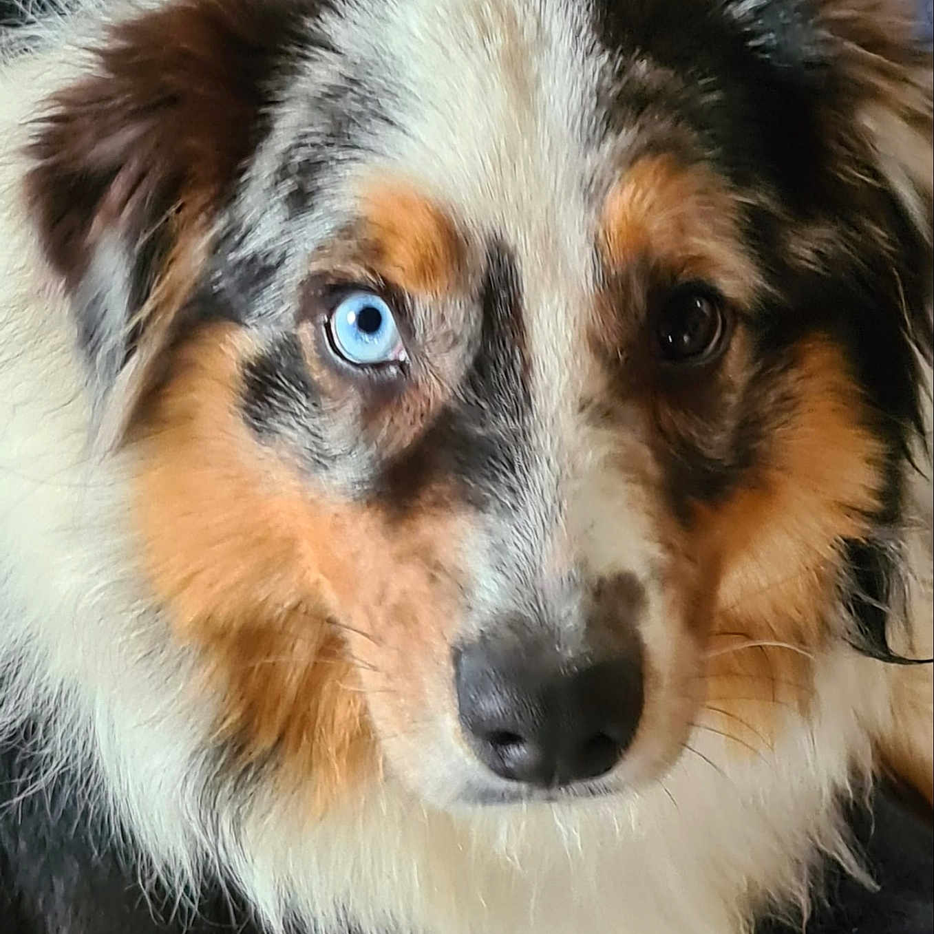 Bal participe au concours pour gagner de l'argent avec cette photo : animal, ball, canine, clothing, cockerspaniel, collie, dog, face, football, fur, head, hound, husky, papillon, pet, puppy, snout, soccer, soccerball, sport