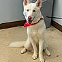 dog, husky, white_husky, white_dog, blue_eyes, red_bandana, bandana, leash, sitting, indoor, tiled_floor, tail, paws, ears, tongue, pet, portrait, trash_can, smile, alert