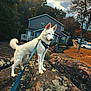 dog, white_dog, leash, harness, rock, house, suburban, autumn, trees, cloudy_sky, porch, parked_cars, driveway, lawn, outdoor, pet, standing, alert_ears, walking, mossy_rock