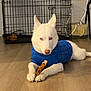 Ace is registered to the contest to win money with this photo: dog, husky, white_dog, blue_sweater, sweater, chew_toy, braided_toy, paws, lying_down, hardwood_floor, crate, pet_crate, indoor, window_blinds, basket, attentive, red_eye, pet, portrait, domestic