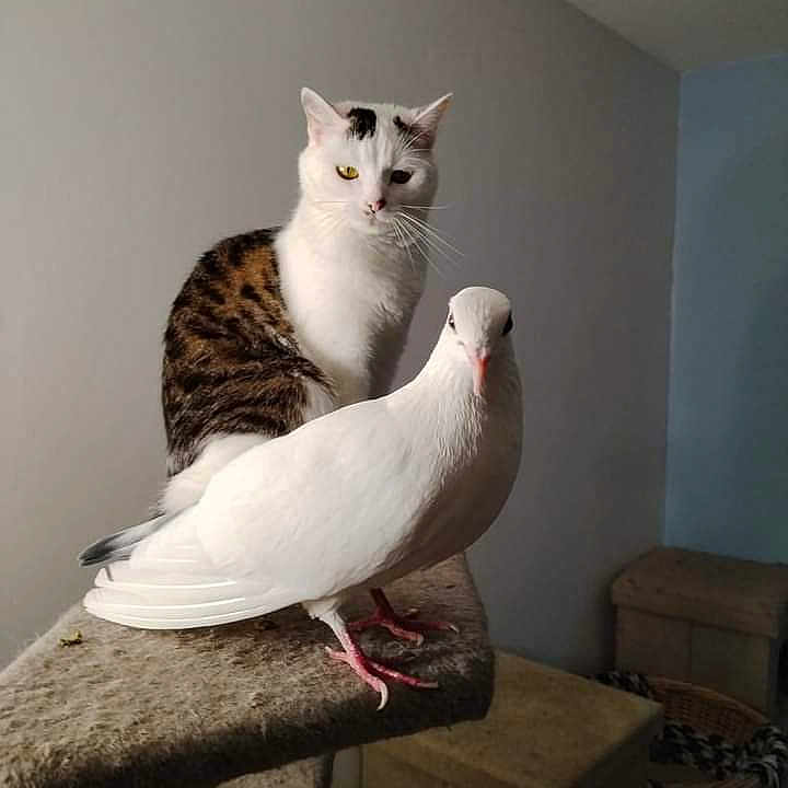 Thalys participe au concours pour gagner de l'argent avec cette photo : animal, bird, black, brown, calm, carpeted_platform, cat, closeup, companion, cozy, curious, domestic, dove, furniture, indoor, perched, pet, quiet, walls, white