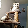 animal, bird, cat, companion_animals, cozy, curious, domestic, dove, feline, furniture, indoor, looking, perched, pet, resting, rope, scratching_post, soft_light, white_bird, white_cat