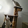 Thalys participe au concours pour gagner de l'argent avec cette photo : animal, avian, bird, cat, cat_tree, curious, feline, fur, home, indoor, looking_up, perched, pet, platform, quiet, rope, scratched, sitting, white_bird, wooden_stairs