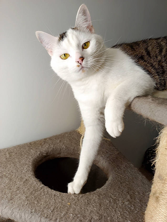 Thalys a rejoint le concours — aidez-le/la à gagner de superbes lots ! carnivore, cat, cat_furniture, cat_supply, claw, domestic_short_haired_cat, fawn, felidae, fur, paw, pet_supply, small_to_medium_sized_cats, snout, tail, whiskers, window