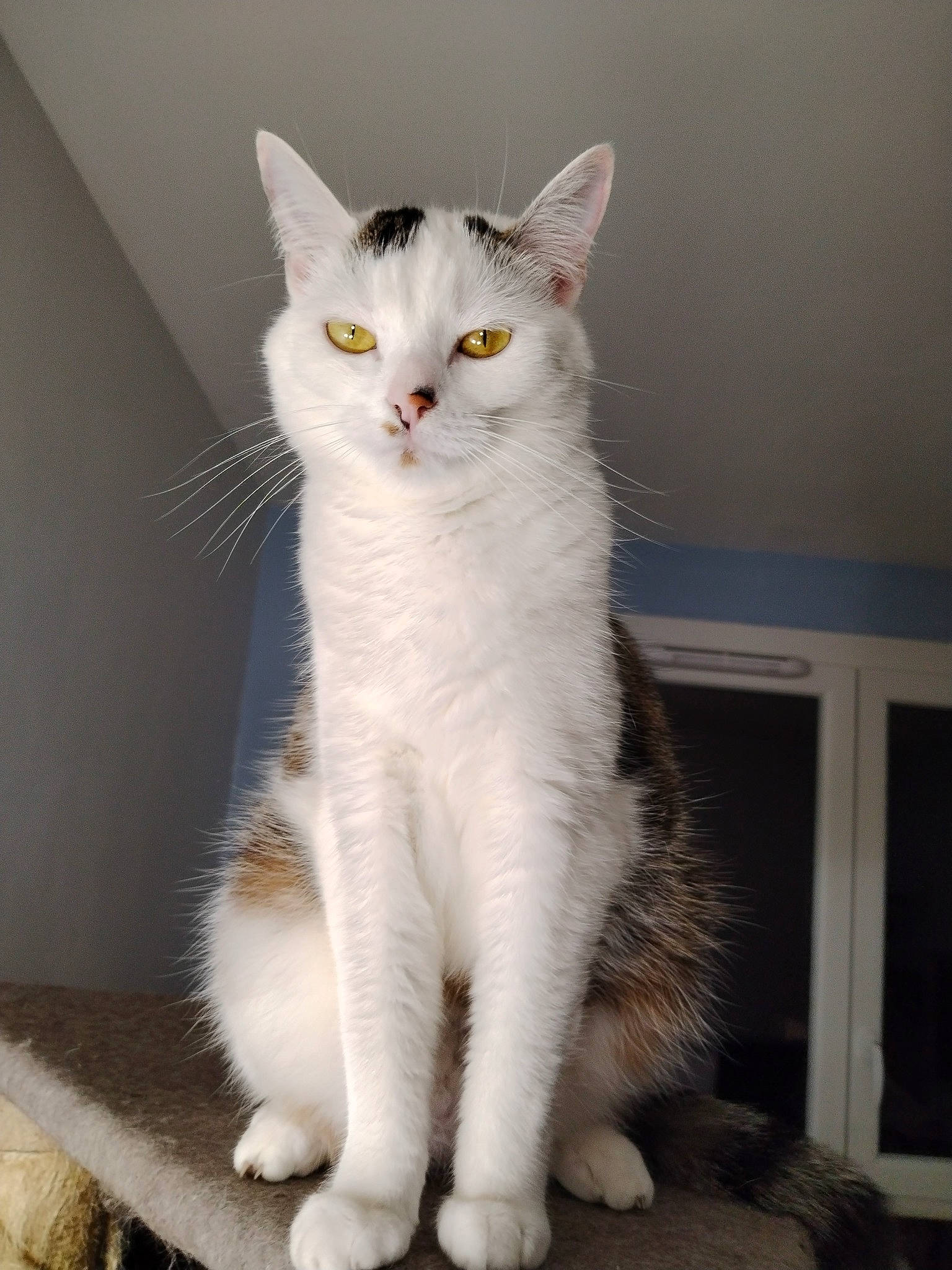 Thalys a rejoint le concours — aidez-le/la à gagner de superbes lots ! carnivore, cat, domestic_short_haired_cat, felidae, fur, paw, small_to_medium_sized_cats, snout, tail, whiskers, window