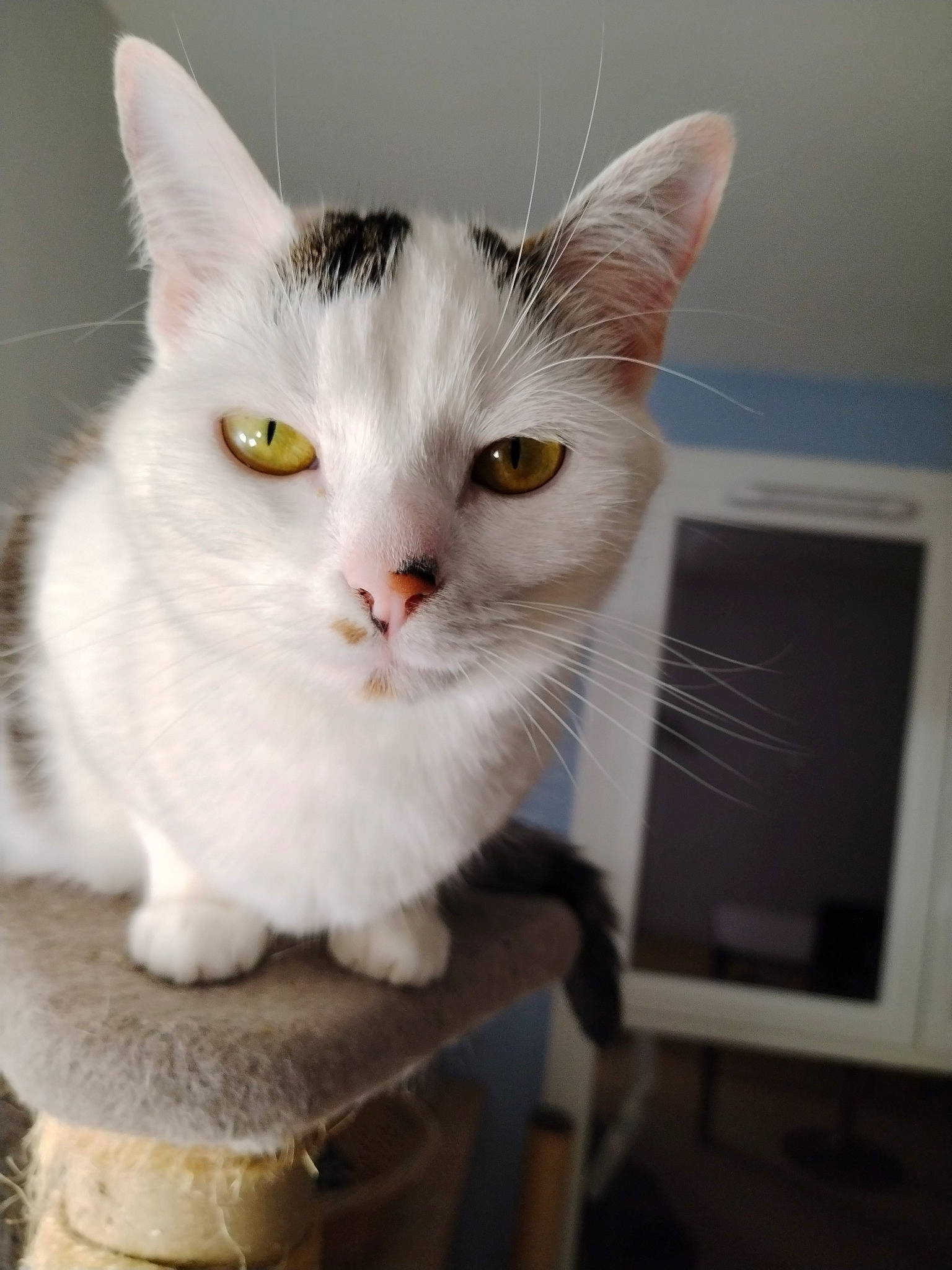 Thalys participe au concours pour gagner de l'argent avec cette photo : carnivore, cat, collar, computer_keyboard, computer_monitor, desk, domestic_short_haired_cat, eye, felidae, fur, input_device, paw, peripheral, personal_computer, small_to_medium_sized_cats, tail, whiskers