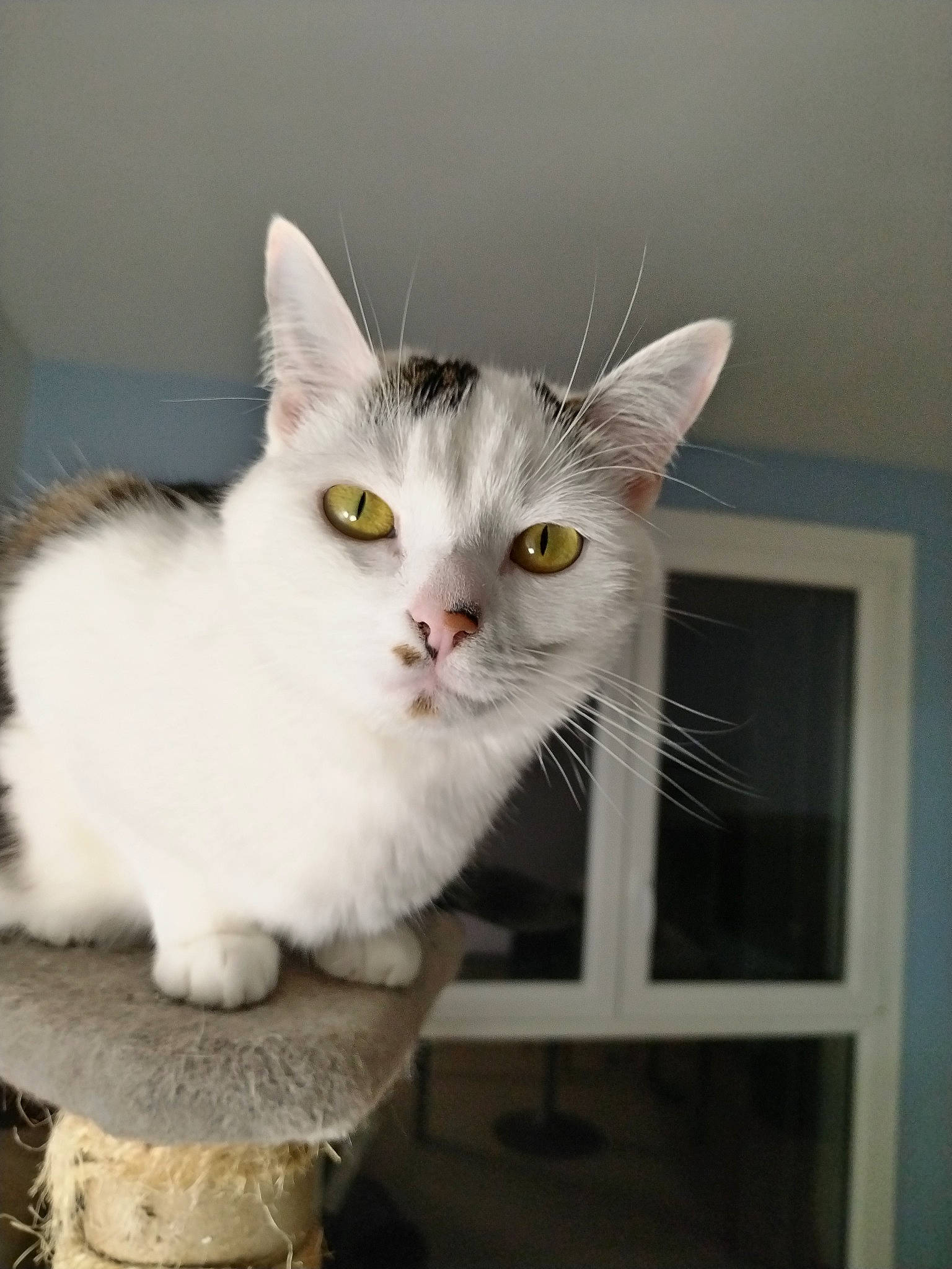 Thalys a rejoint le concours — aidez-le/la à gagner de superbes lots ! carnivore, cat, domestic_short_haired_cat, felidae, fur, paw, small_to_medium_sized_cats, snout, tail, whiskers, window