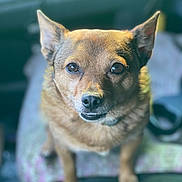 Dexter joined the competition — help win amazing prizes! dog, brown_dog, pet, animal, canine, ears, eyes, nose, fur, portrait, indoor, blanket, sitting, cute, closeup, attention, background_blur, furry, companion, domestic