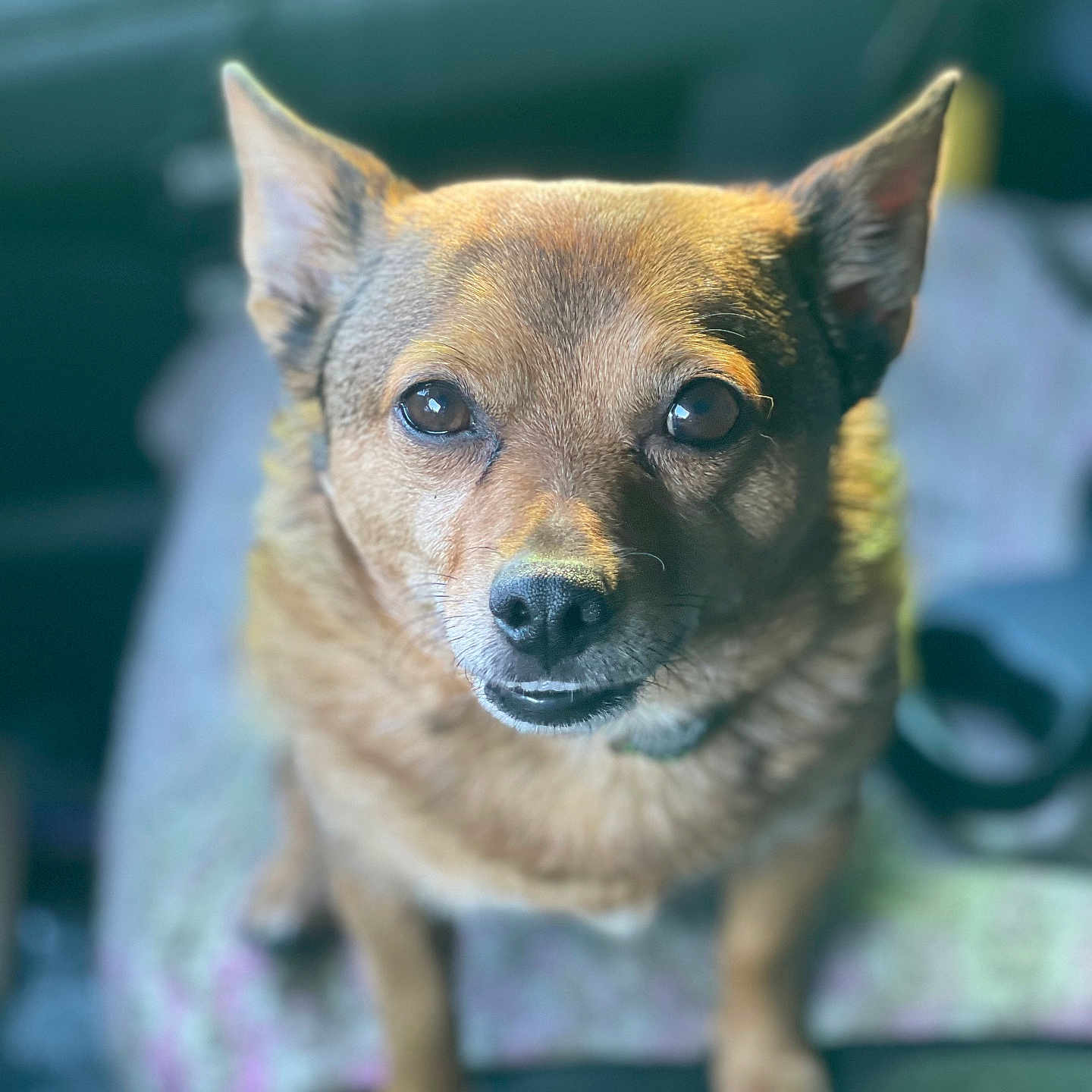 Dexter joined the competition — help win amazing prizes! animal, attention, background_blur, blanket, brown_dog, canine, closeup, companion, cute, dog, domestic, ears, eyes, fur, furry, indoor, nose, pet, portrait, sitting