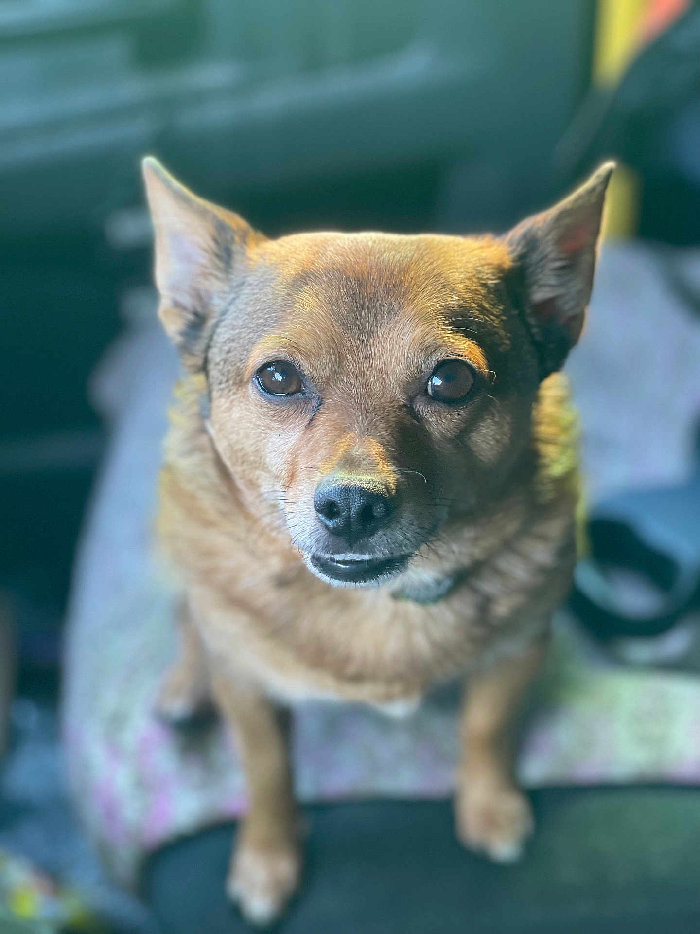 Dexter joined the competition — help win amazing prizes! dog, brown_dog, pet, animal, canine, ears, eyes, nose, fur, portrait, indoor, blanket, sitting, cute, closeup, attention, background_blur, furry, companion, domestic