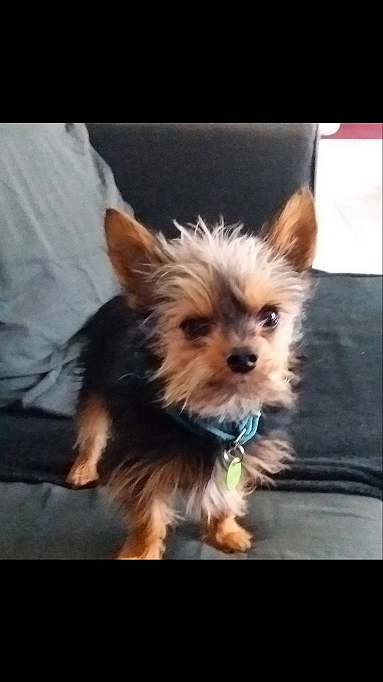 Osaka a rejoint le concours — aidez-le/la à gagner de superbes lots ! australian_silky_terrier, australian_terrier, cairn_terrier, canidae, carnivore, companion_dog, dog, dog_breed, mammal, morkie, norwich_terrier, puppy, rare_breed_dog, small_terrier, snout, terrier, toy_dog, vertebrate, yorkipoo, yorkshire_terrier