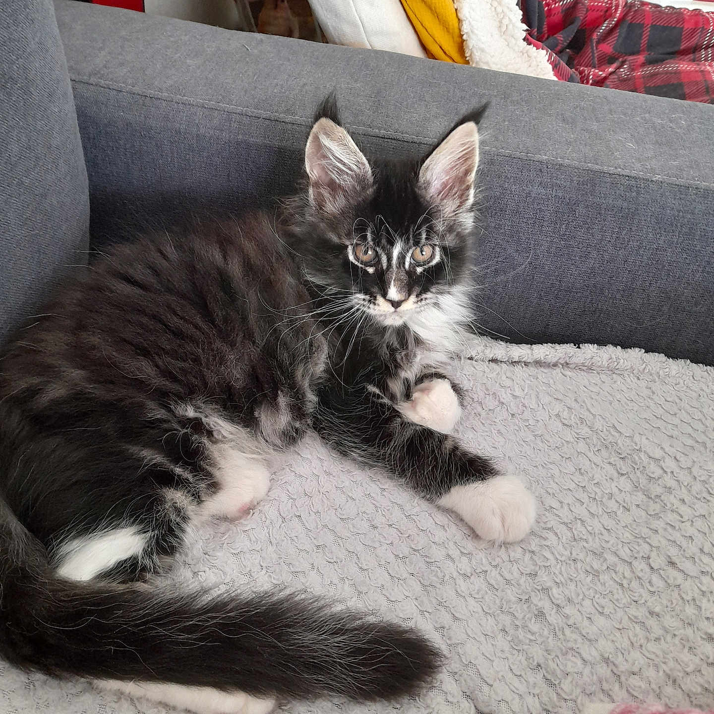 Aiko