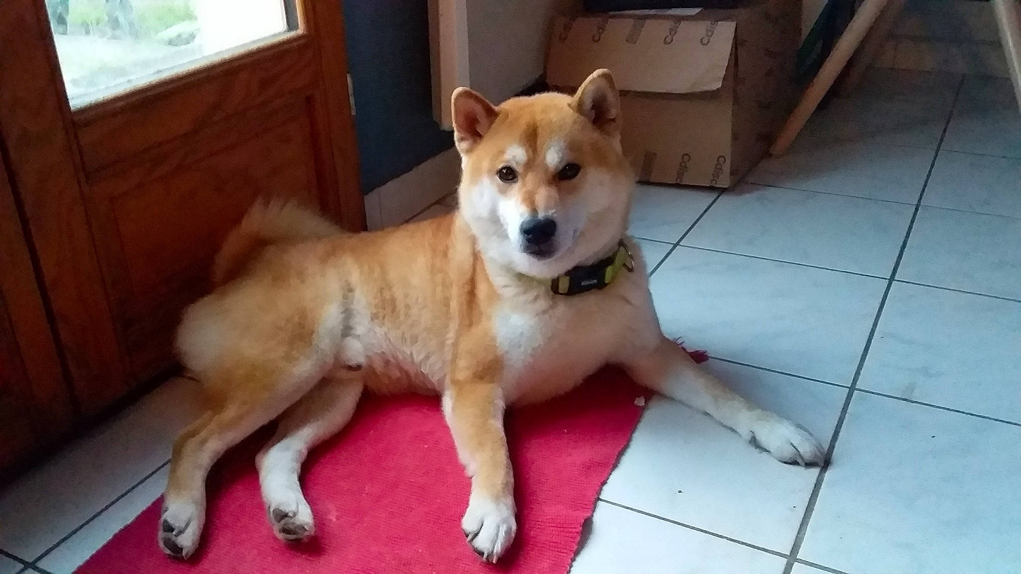 Dixon participe au concours pour gagner de l'argent avec cette photo : akita, akita_inu, ancient_dog_breeds, canaan_dog, canidae, carnivore, companion_dog, dog, dog_breed, fawn, hokkaido, korean_jindo_dog, mammal, non_sporting_group, rare_breed_dog, shiba_inu, shikoku, snout, sporting_group, vertebrate