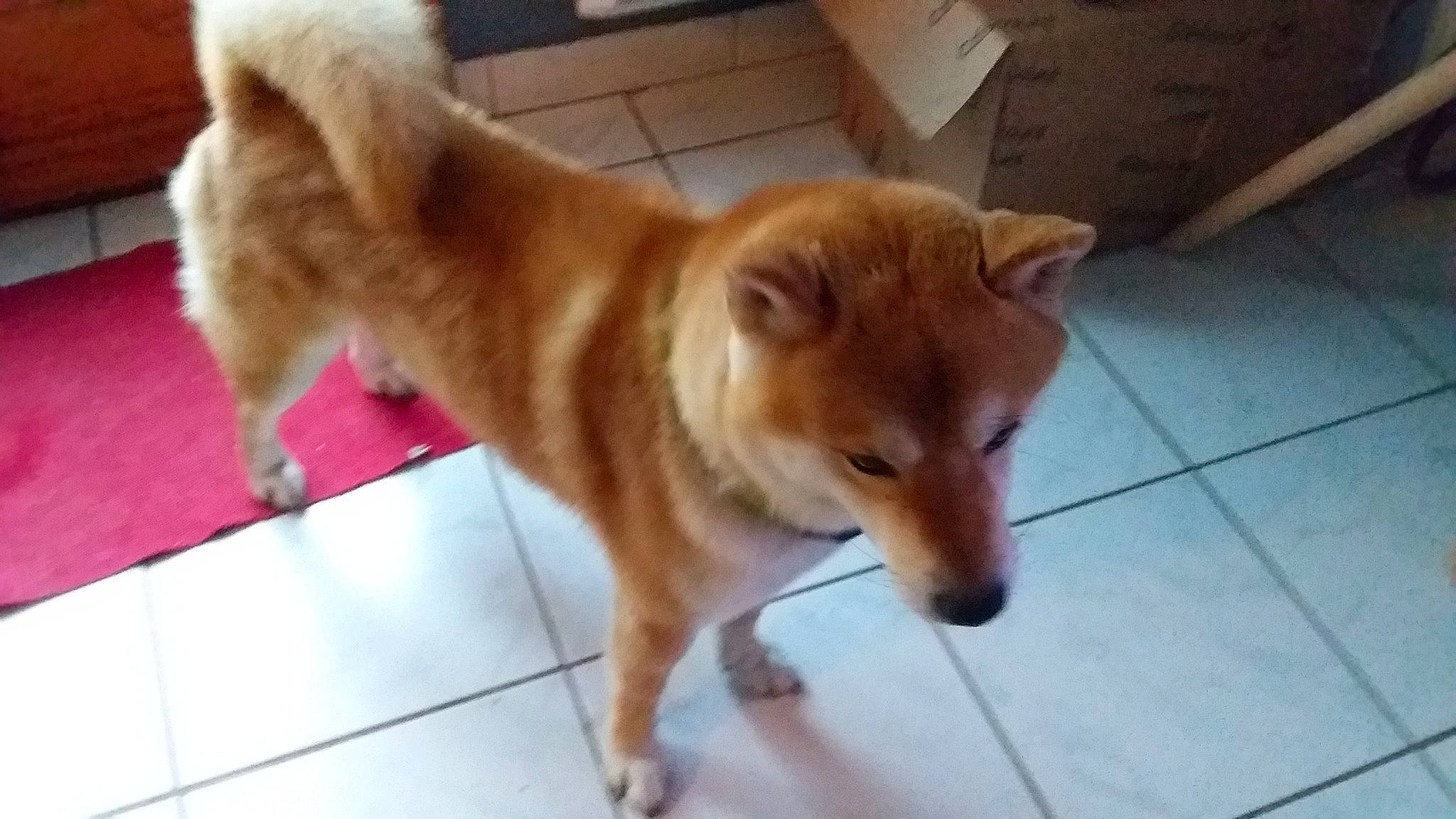 Dixon participe au concours pour gagner de l'argent avec cette photo : akita, akita_inu, ancient_dog_breeds, canaan_dog, canidae, carnivore, companion_dog, dog, dog_breed, finnish_spitz, hokkaido, korean_jindo_dog, mammal, non_sporting_group, pomeranian, shiba_inu, shikoku, spitz, sporting_group, vertebrate