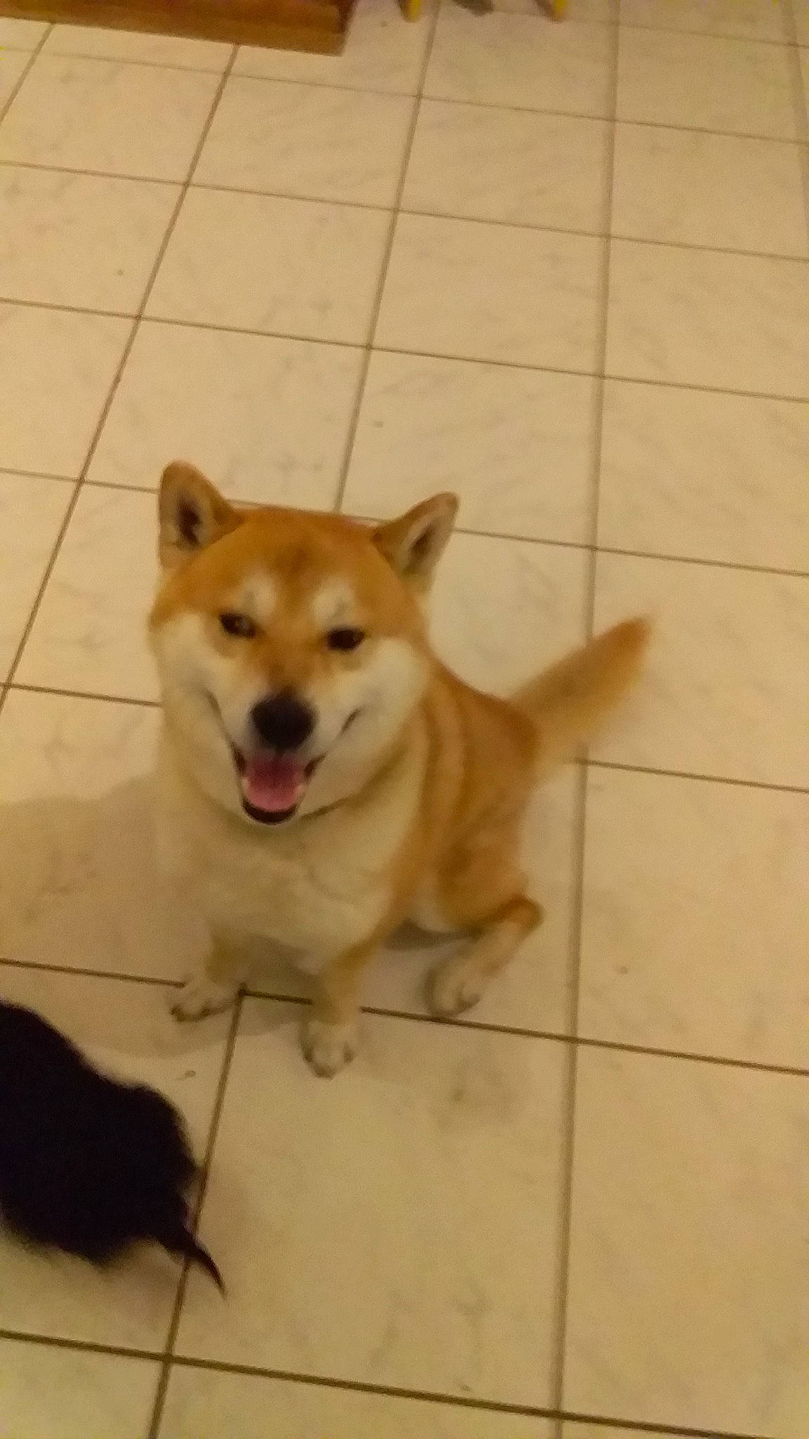 Dixon participe au concours pour gagner de l'argent avec cette photo : akita, akita_inu, ancient_dog_breeds, canaan_dog, canidae, carnivore, dog, dog_breed, fawn, finnish_spitz, hokkaido, korean_jindo_dog, mammal, non_sporting_group, norwegian_buhund, shiba_inu, shikoku, snout, spitz, vertebrate