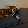 cat, orange_cat, white_paws, sleepy, relaxed, couch, furniture, indoor, pet, animal, resting, cozy, paw, fur, domestic_cat, mammal, home, lazy, cute, comfort