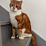 cat, ginger_cat, white_fur, staircase, indoor, pet, animal, sitting, curious, feline, whiskers, tail, paws, ears, fur_pattern, domestic_cat, cute, companionship, looking, quiet