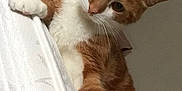 Tigrou participe au concours pour gagner de l'argent avec cette photo : cat, orange_cat, white_cat, pet, indoor, curtain, paw, fur, whiskers, animal, cute, looking_down, feline, domestic_cat, mammal, climbing, relaxed, home, curious, close_up
