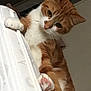 cat, orange_cat, white_cat, pet, indoor, curtain, paw, fur, whiskers, animal, cute, looking_down, feline, domestic_cat, mammal, climbing, relaxed, home, curious, close_up