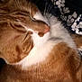 cat, sleeping, ginger_cat, white_fur, close_up, whiskers, floral_pattern, fabric, resting, pet, feline, cozy, soft, indoor, fur, animal, cute, peaceful, nap, relaxation