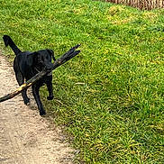 Alma participe au concours pour gagner de l'argent avec cette photo : animal, black_dog, canine, daylight, dog, excited, field, flora, grass, greenery, happy, nature, outdoor, path, pet, playful, running, stick, tail_up, walking