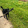 black_dog, dog, stick, grass, outdoor, path, nature, animal, pet, playful, running, excited, canine, field, greenery, daylight, flora, walking, happy, tail_up