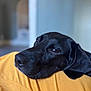 Alma participe au concours pour gagner de l'argent avec cette photo : dog, black_dog, resting, relaxed, indoor, mustard_yellow, fabric, close_up, pet, animal, canine, head, face, sleepy, calm, blurred_background, soft_light, fur, ears, nostrils