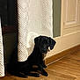 dog, puppy, black_dog, curtain, wooden_floor, indoor, pet, sitting, shadow, quiet, cozy, window, home, floor, texture, animal, domestic, young, cute, calm