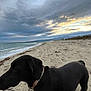 dog, black_dog, beach, sand, ocean, waves, cloudy_sky, sunset, collar, leash, outdoor, nature, coast, sea, animal, pet, landscape, clouds, shore, canine