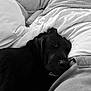 dog, sleeping, black_dog, bed, pillow, blanket, cozy, rest, indoors, pet, comfort, relaxation, animal, fur, closeup, laying_down, domestic_animal, snout, nose, quiet