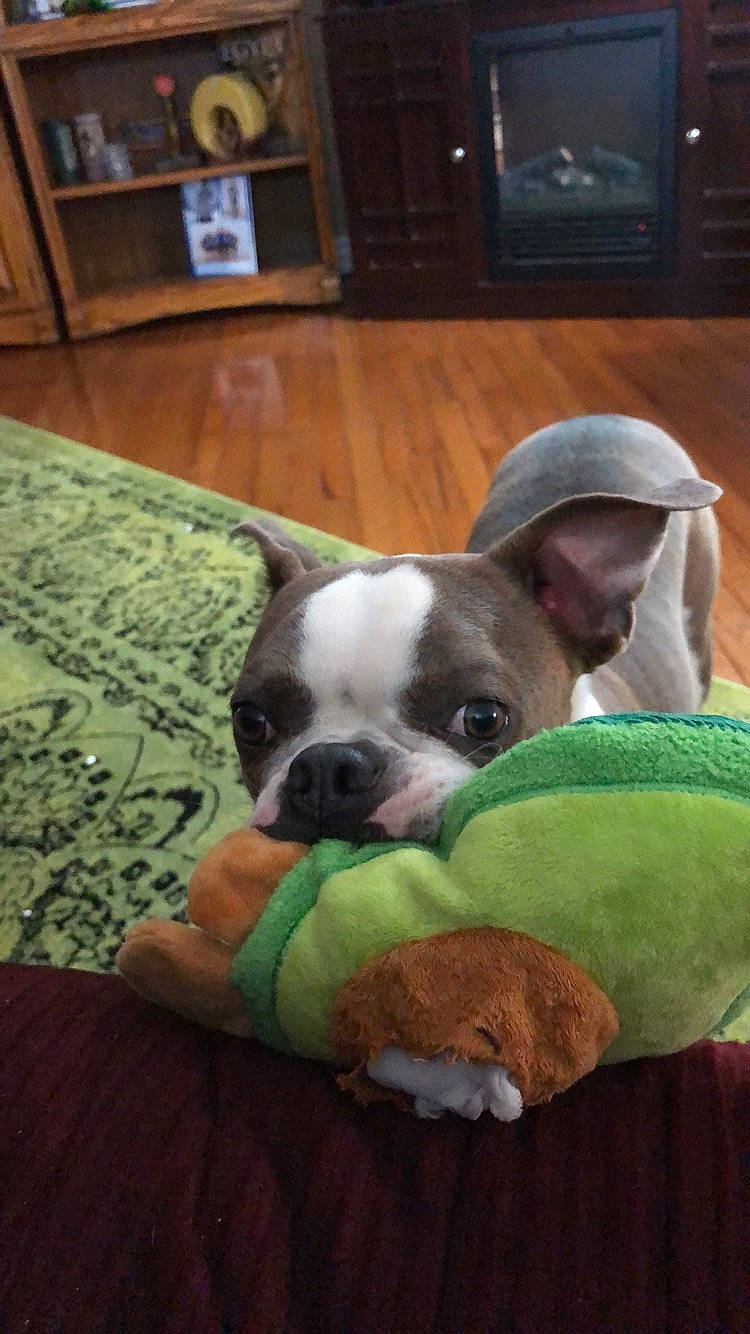Quincy joined the competition — help win amazing prizes! american_bulldog, australian_bulldog, boston_terrier, canidae, carnivore, companion_dog, dog, dog_breed, fawn, french_bulldog, green, mammal, non_sporting_group, nose, puppy, puppy_love, snout, toy_bulldog, vertebrate, whiskers