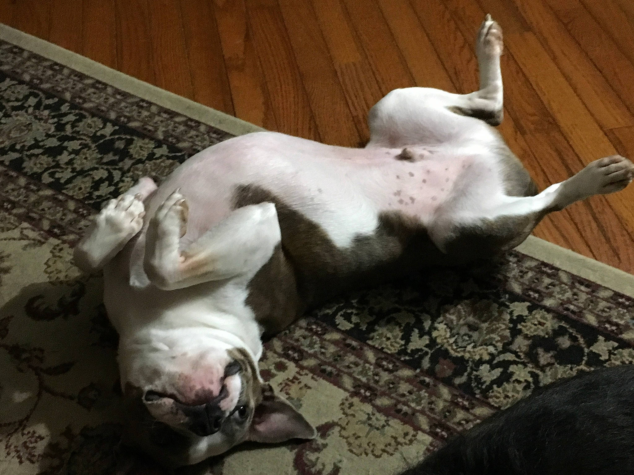 Quincy is registered to the contest to win money with this photo: american_bulldog, canidae, carnivore, companion_dog, dog, dog_breed, non_sporting_group, paw, pointer, puppy, sporting_group, tail