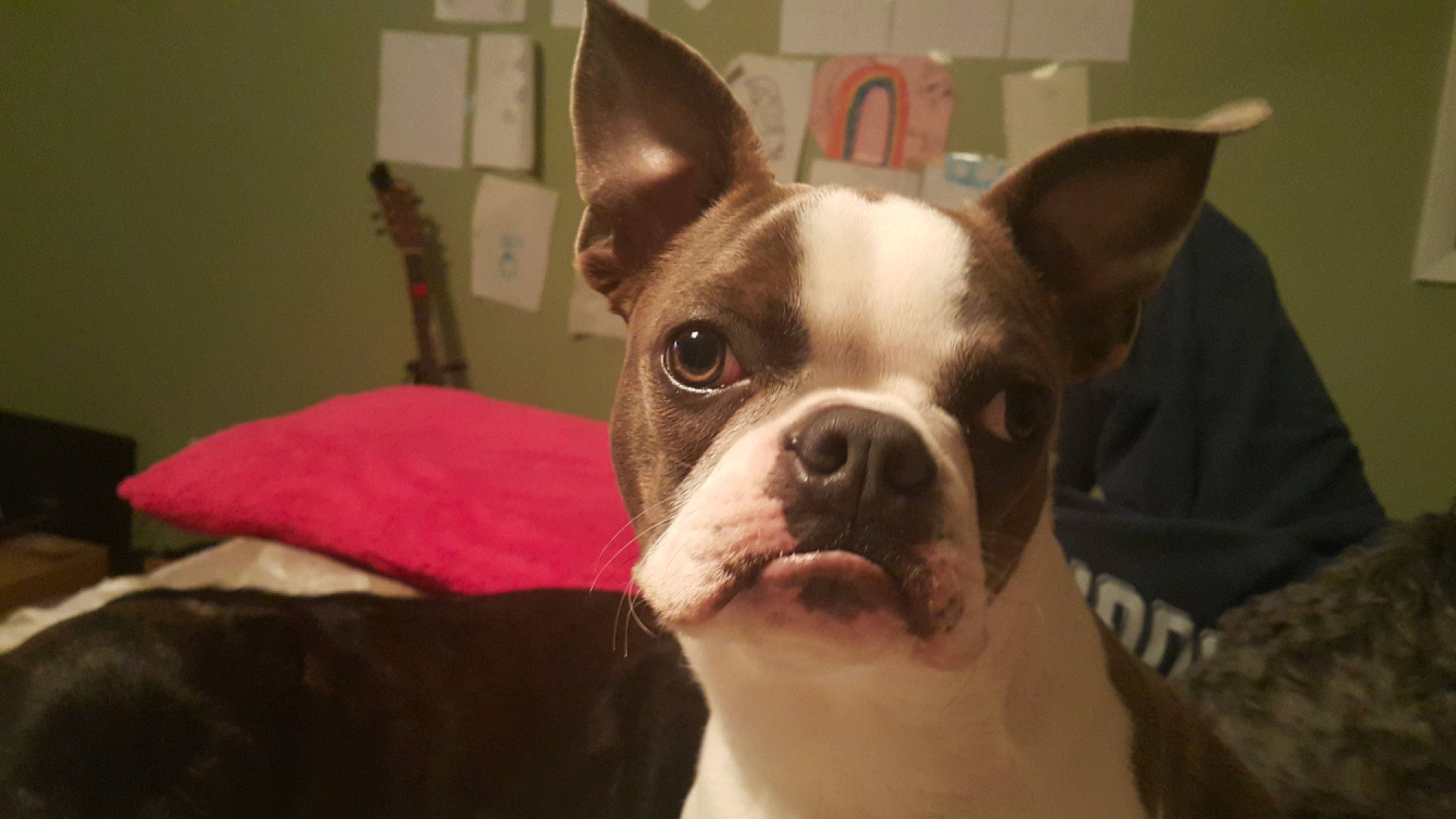 Quincy joined the competition — help win amazing prizes! boston_terrier, canidae, carnivore, companion_dog, dog, dog_breed, ear, eye, fawn, french_bulldog, head, mammal, non_sporting_group, nose, rare_breed_dog, skin, snout, toy_bulldog, vertebrate, whiskers