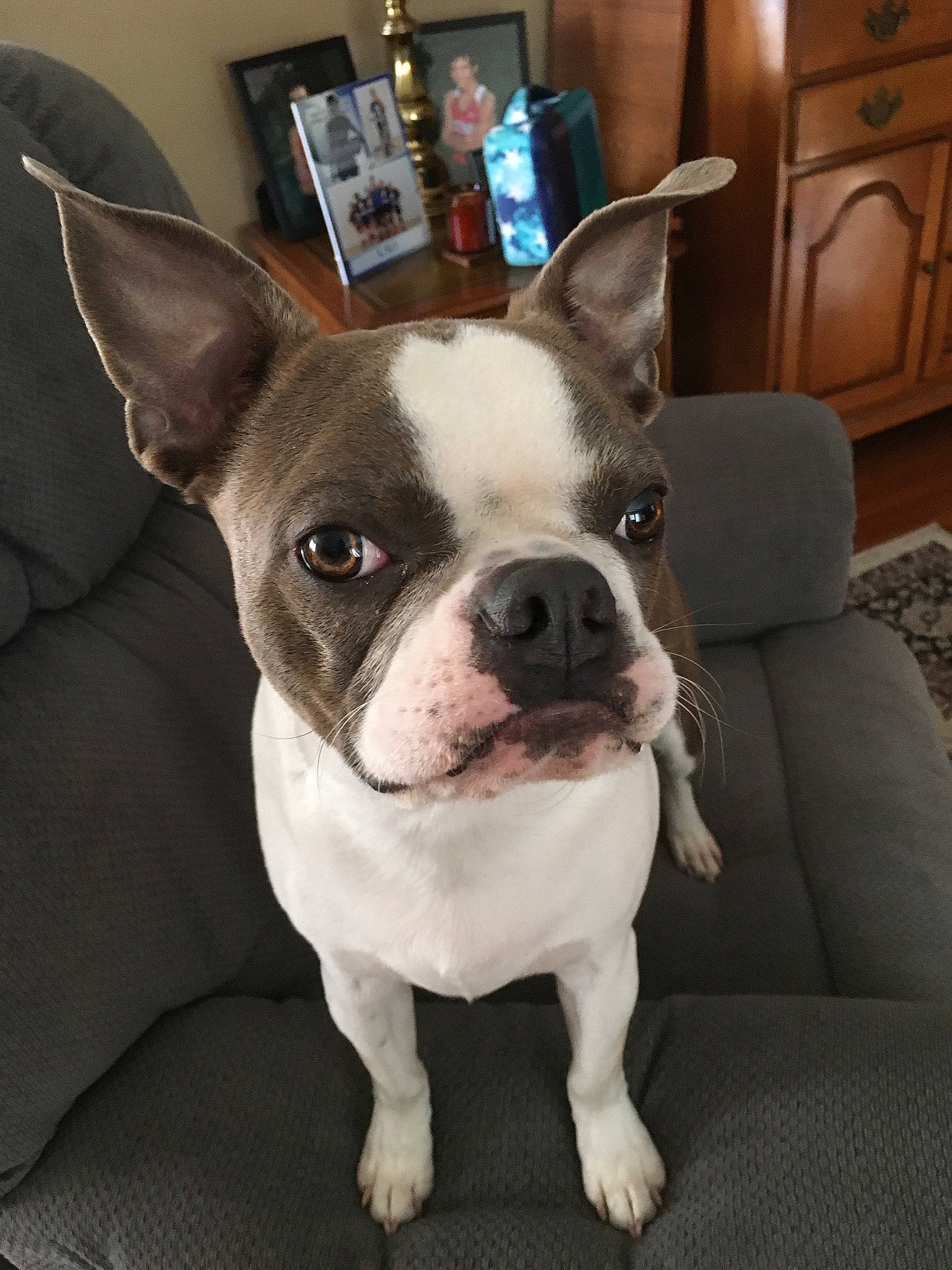 Quincy joined the competition — help win amazing prizes! boston_terrier, canidae, carnivore, companion_dog, dog, dog_breed, dog_collar, ear, fawn, french_bulldog, mammal, molosser, non_sporting_group, nose, rare_breed_dog, snout, sporting_group, toy_bulldog, vertebrate, whiskers