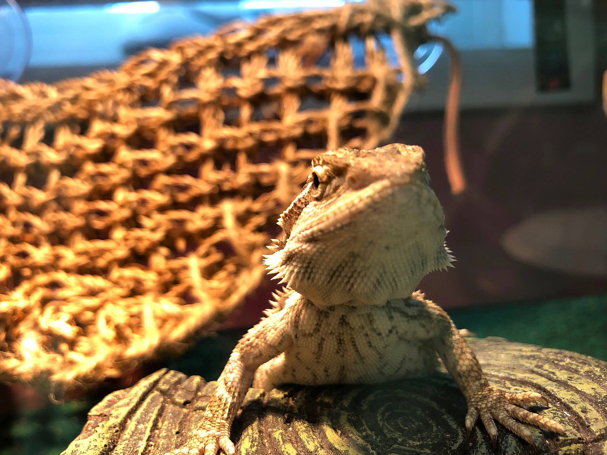 Ollie is registered to the contest to win money with this photo: dragon_lizard, iguania, iguanidae, lizard, reptile, scaled_reptile