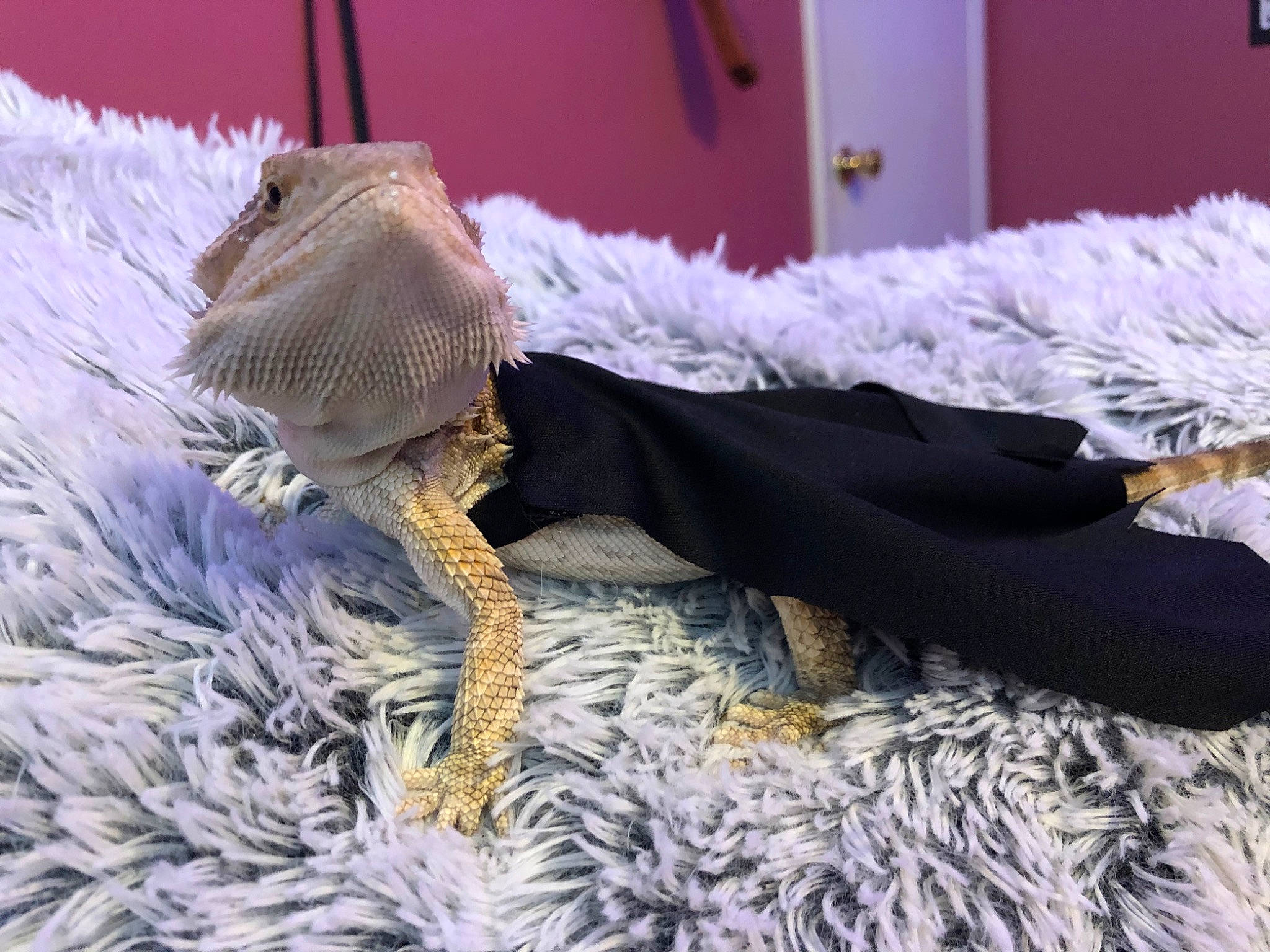 Ollie is registered to the contest to win money with this photo: dress, feather, footwear, fur, leg, plush, reptile, shoe, tail
